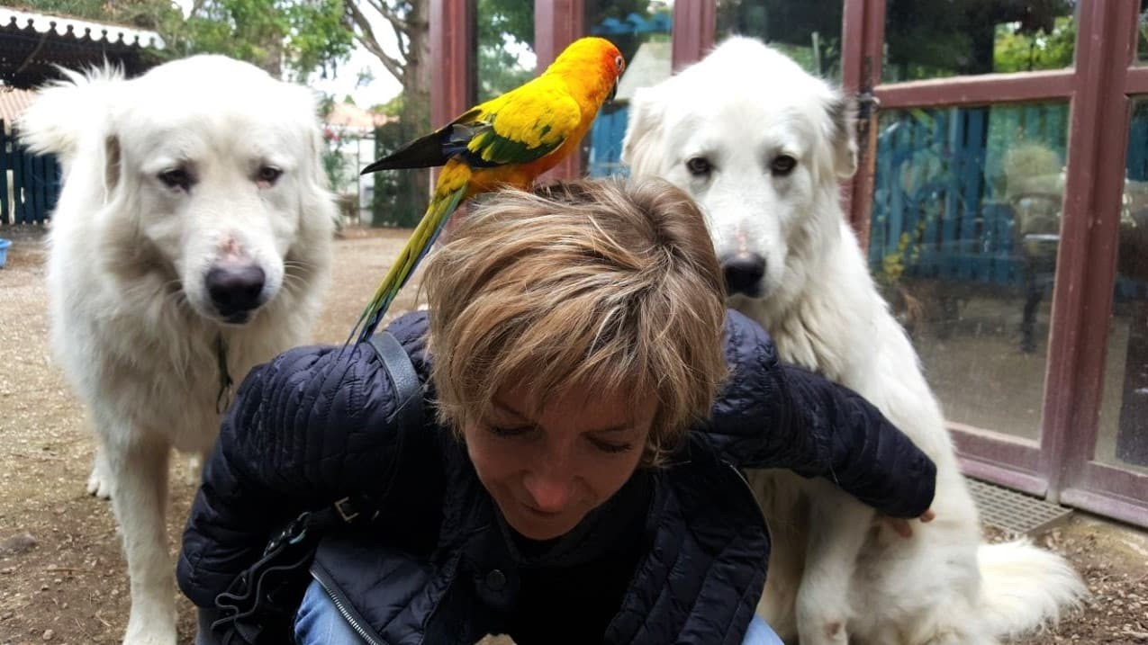 Katja Rehse hockt zwischen zwei großen weißen Hirtenhunden aus den Pyrenäen, während ein gelb-, orange- und grünfarbener Papagei auf ihrem Kopf sitzt.