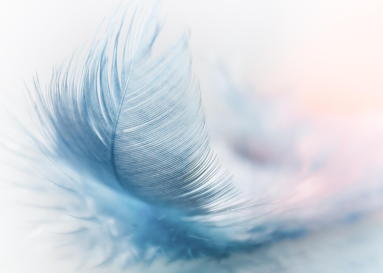 A white feather with light blue tones on a white background.