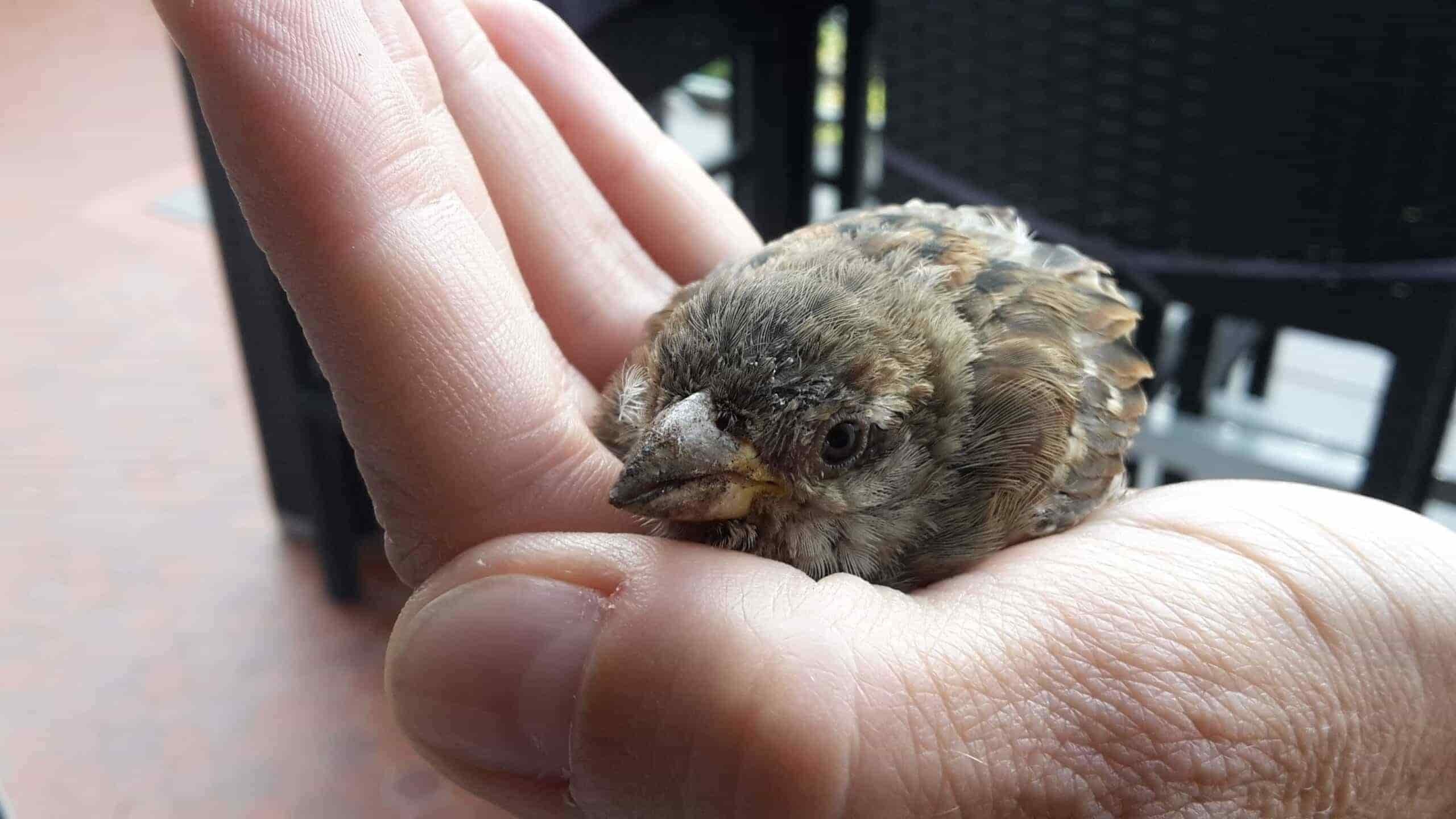 Ein junger Spatz sitzt in einer geöffneten Hand.