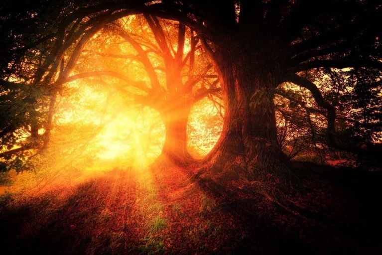 Ein von der Sonne hinterleuchteter Baum im Wald, der das Morgenlicht durchlässt.